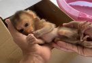 Help This Little Monkey Crying for a Loving Heart