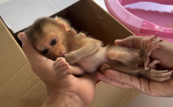 Help This Little Monkey Crying for a Loving Heart