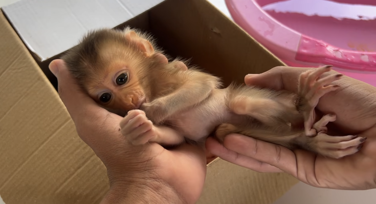 Help This Little Monkey Crying for a Loving Heart