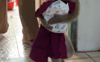 Here's a polished 400-word description for your title. **Marry Is So Smart! Walking with a Diaper to Wear in the Room** Marry continues to amaze everyone with her intelligence and adorable personality. Today, this clever little monkey surprised us by picking up her diaper and carrying it all by herself as she walked into the room. It was such a sweet and funny moment that showed just how much she is learning every day. Watching Marry carefully carry her diaper with determination was both heartwarming and entertaining. She walked confidently, looking as though she understood exactly what she needed to do. Her curious mind and playful attitude make every new achievement exciting to watch. Even simple daily routines become special moments because of her smart behavior and adorable expressions. As Marry grows, she becomes more independent and eager to explore the world around her. She enjoys learning new habits, observing everything that happens around her, and interacting with the people who care for her. Every small accomplishment is another step in her development and shows how quickly she is learning through love, patience, and gentle guidance. Marry's playful personality shines throughout the day. Whether she is walking around the house, playing with her favorite toys, cuddling with her caregivers, or discovering something new, she always brings happiness to everyone watching. Her bright eyes, tiny hands, and curious nature make every moment unforgettable. Seeing Marry carry her diaper reminds us that animals are intelligent and capable of learning many everyday behaviors through positive experiences and consistent care. With kindness, encouragement, and a safe environment, young monkeys can become more confident and independent as they grow. Thank you for spending time with smart little Marry and enjoying another wonderful day in her life. We hope her adorable actions and playful spirit bring a smile to your face and brighten your day. If you enjoyed this video, please support our channel by liking, commenting, and sharing it with your family and friends who love monkeys and other amazing animals. Your support encourages us to continue sharing more heartwarming stories and memorable moments from Marry's daily adventures. We look forward to bringing you more videos as she grows stronger, learns new skills, and fills every day with laughter, love, and happiness. Thank you for being part of Marry's journey and celebrating every milestone with us. Your kindness and encouragement mean the world to us and help us continue creating joyful content for animal lovers everywhere.