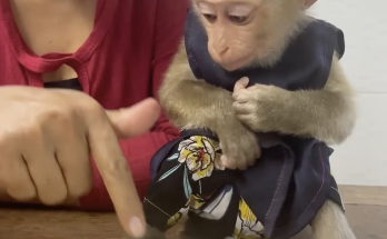 3 Eggs for Baby Monkey Marry