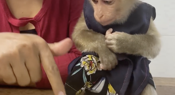 3 Eggs for Baby Monkey Marry
