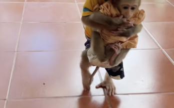 Amazing Bro PavPav Hugs Baby Linda and Carries Her Into the Room