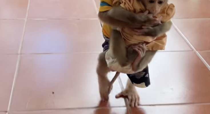 Amazing Bro PavPav Hugs Baby Linda and Carries Her Into the Room