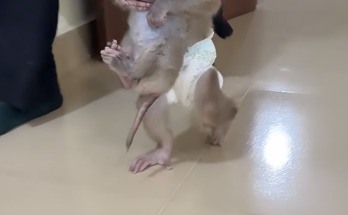 Bro PavPav Takes Baby Linda to the Room