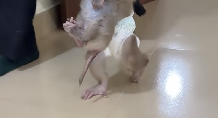 Bro PavPav Takes Baby Linda to the Room