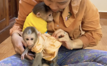 Amazing Bro PavPav Hugs Baby Linda and Takes Her into the Room