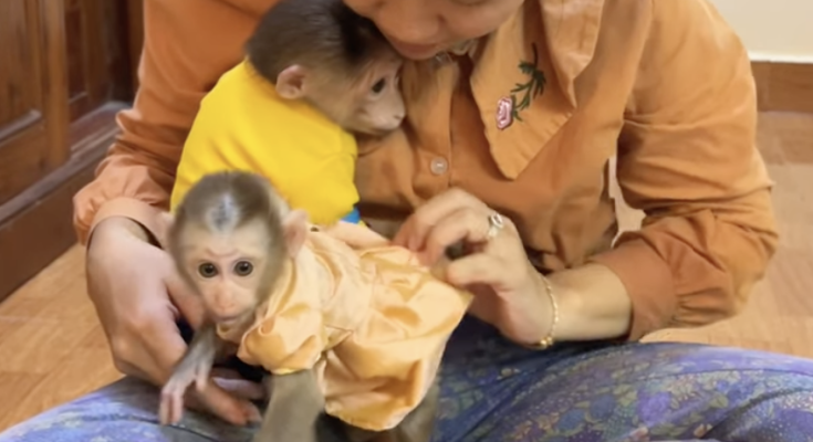 Amazing Bro PavPav Hugs Baby Linda and Takes Her into the Room