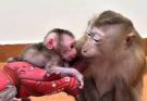 Welcome Newborn Baby Monkey in Home 0867