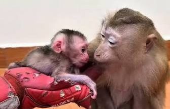Welcome Newborn Baby Monkey in Home 0867
