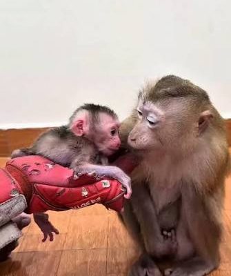Welcome Newborn Baby Monkey in Home 0867