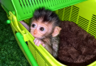 WIPE A NEWBORN BABY MONKEY COVERED WITH STICK DIRT_ Monkey Pipi