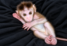 SMALL BABY MONKEY WHO IS ALWAYS Clingy, PIPPO IS VERY ACTIVE BUT DOESN’T WANT TO GO FAR
