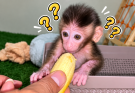 OH MY GOSH LITTLE BABY MONKEY LILLY DOESN’T EVEN KNOW ABOUT BANANAS 🐵🍌