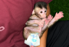 OH MY GOSH, LOOK AT THAT LITTLE ANGRY FACE! 🐒😤💕