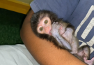 NEWBORN BABY MONKEY WAS BATHED FOR THE FIRST TIME, AND HE WAS VERY SMALL 🐒🛁💕