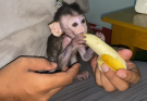 OH NOOO! BABY MONKEY MILLIE DOESN’T LIKE BANANA! 🐵🍌😱 | Monkey Pipi