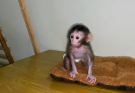 OH MY GOD! THE BABY MONKEY STARTED TO BE GOOD BUT COULDN’T COME BACK DOWN! 🐒😱💕 | Monkey Pipi
