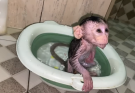 BABY MONKEY KIMMY’S STRONG AND DIRTY SMELL IS TIME FOR A BATH 🐒🛁