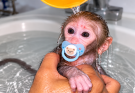 VERY SMALL BABY MONKEY TAKES A BATH WITH ITS PACIFIER 🐒🛁💦