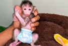 Little Baby Monkeys Grow Up Healthy and Smart 🐒❤️