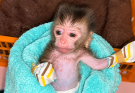 Little Baby Monkey Pipi Starts Wearing Gloves for Care Stage 🐒🧤💗