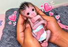A VERY SMALL NEWBORN BABY MONKEY, PROBABLY BORN PREMATURELY 🍼💕✨