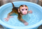 This Very Small Baby Monkey Bathes in a Small Bathtub Too| 🐵🛁
